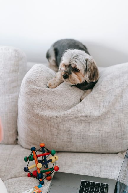 A man with curly hair and a beard, dressed in a white long-sleeve shirt, is seated on a black leather sofa in a living room, gently petting a large, light-colored dog with a fluffy coat and erect ears